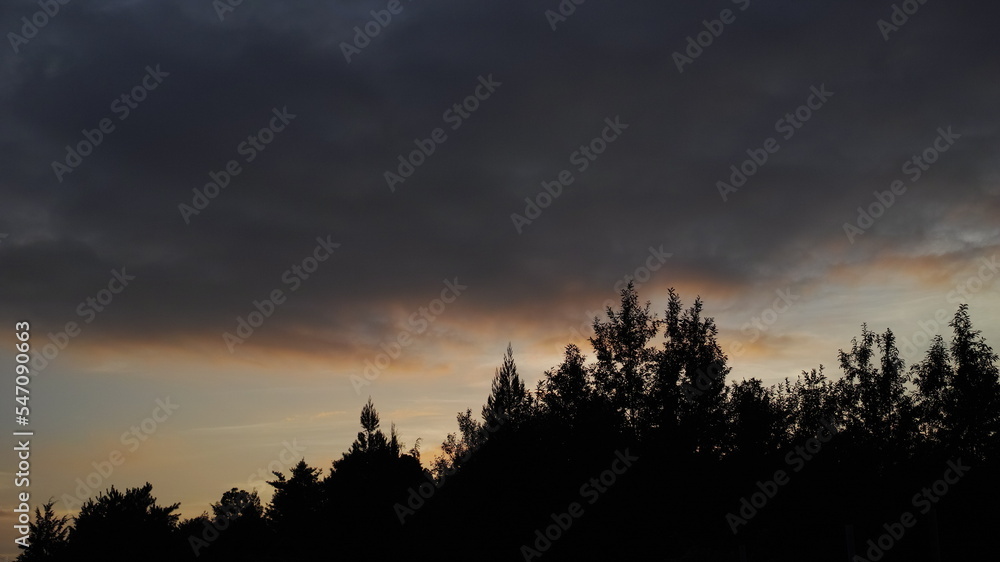 Fototapeta premium 木と夕焼け