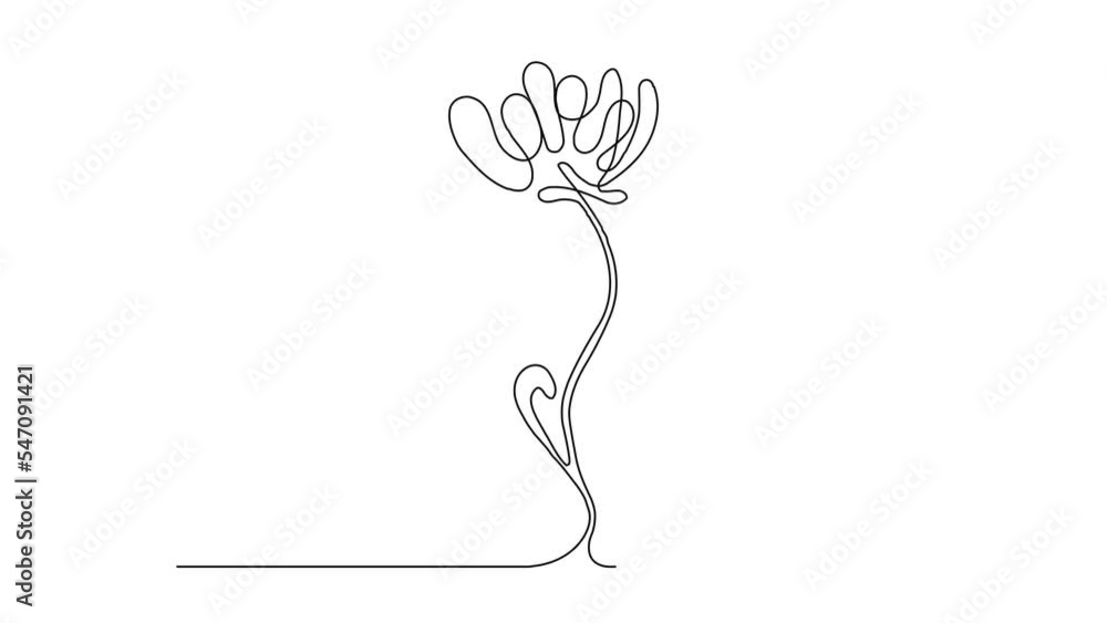 Continuous Thin Line Flower Drawing Animation, Minimalist Botanical