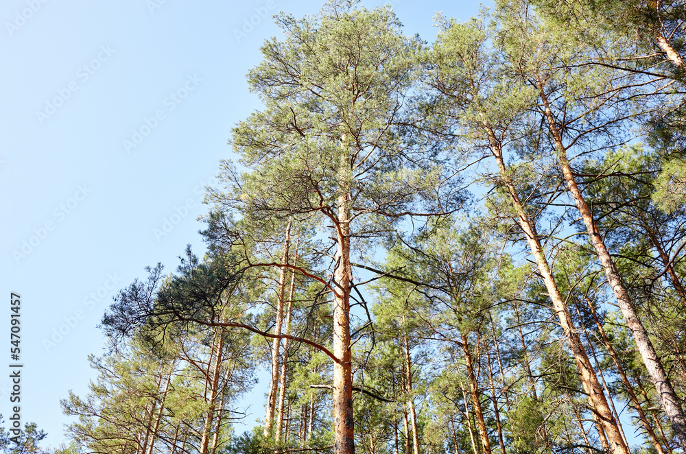 Obraz premium Pine trees against the blue sky. View in to tall pine trees on a summers day