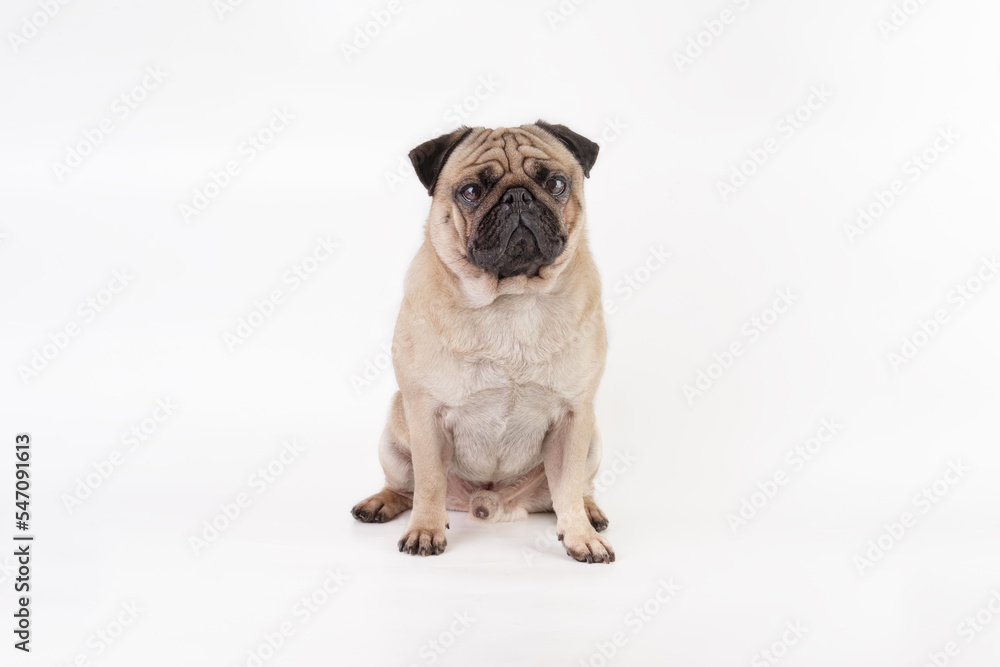Pug dog isolated on a light background