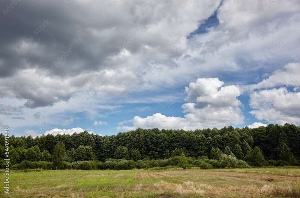Dense forest against the sky and meadows. Beautiful landscape of a row of trees and blue sky background Dense forest against the sky and meadows. Beautiful landscape of a row of trees and blue sky background