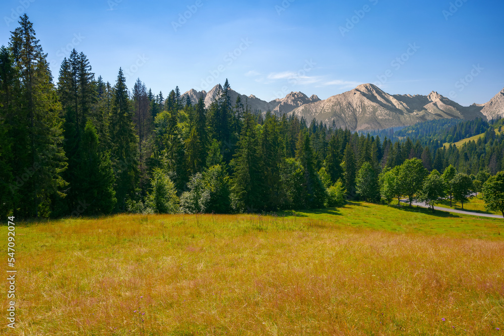 carpathian mountain landscape in summer. beautiful countryside with forested hills and road through the valley