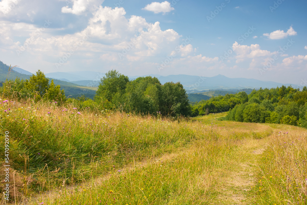Obraz premium green nature scenery in carpathian mountains. grassy pasture near the forest on the hill. sunny summer weather with beautiful cloudscape in the afternoon light