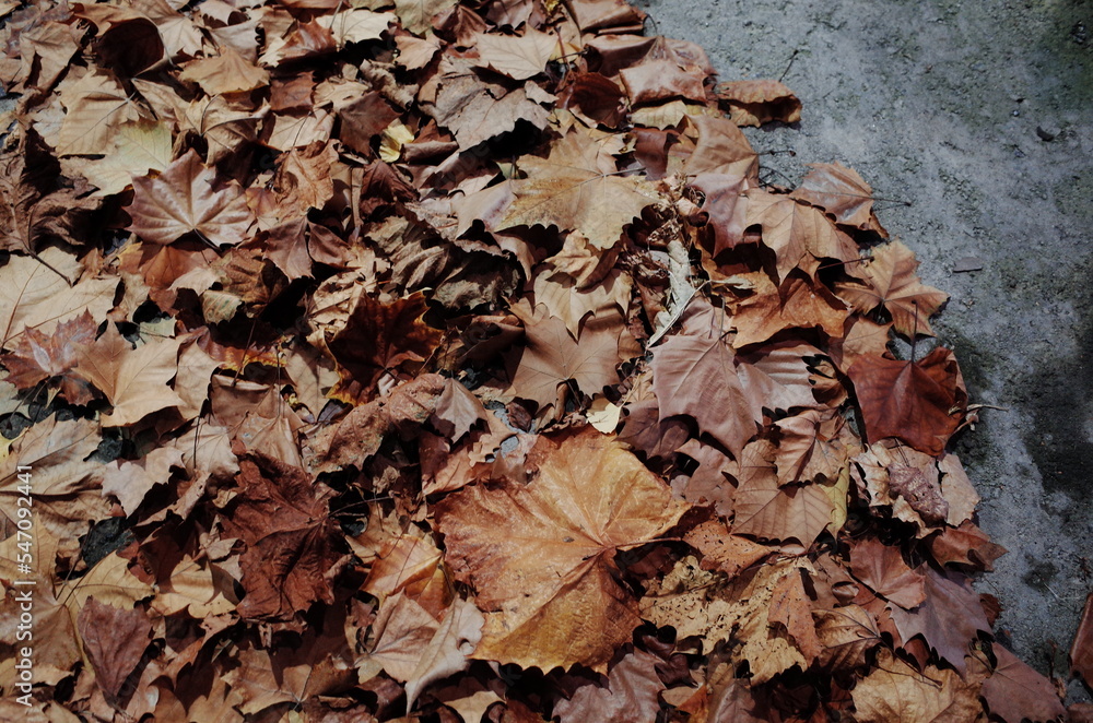 fallen autumn leaves fallen autumn leaves