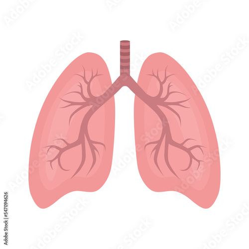 The colored icon is  lungs. An internal pipe organ located in the chest cavity, which carries out gas exchange between inhaled air and blood. Vector illustration isolated on a white background.
