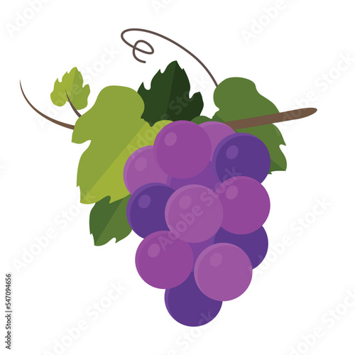 grapefruit leaf food grapes wine vector illustration plant nature vine grapevine agriculture leaves sweet harvest fresh healthy
