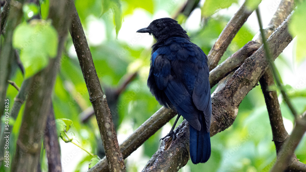 bird on a branch bird on a branch