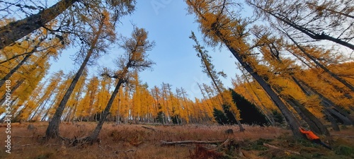 mélézin dans le valdeblore photo