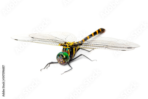 soldier dragonfly isolated on white background.