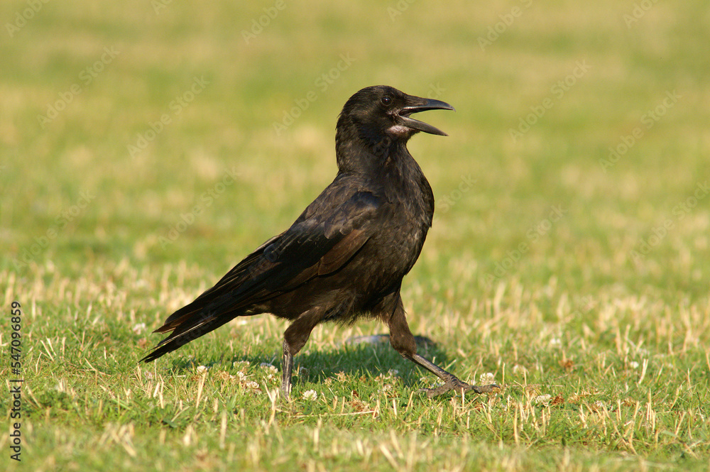 Obraz premium A Carrion Crow calling out loud in a meadow 