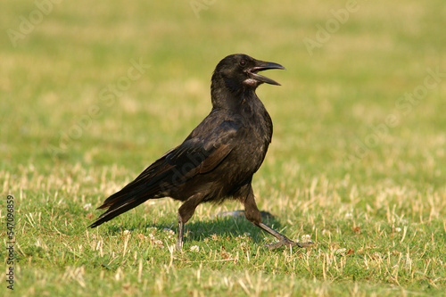 A Carrion Crow calling out loud in a meadow 