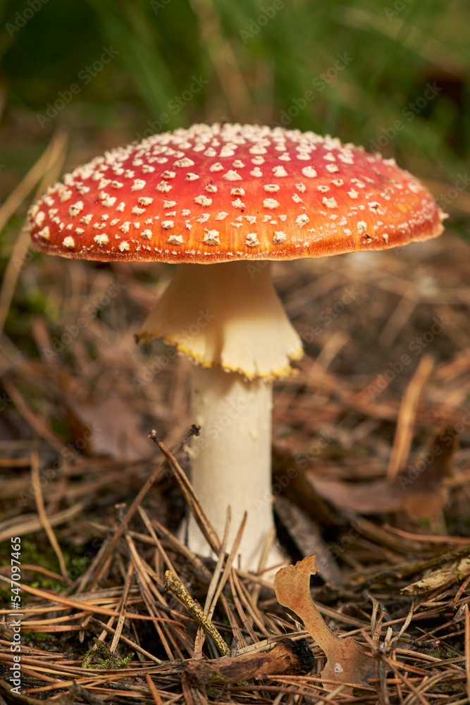 Close up Fly Agaric mushroom growing in woods
Close up Fly Agaric mushroom growing in woods
