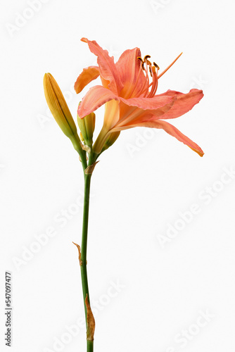 Blooming orange lily stem on white background
 photo