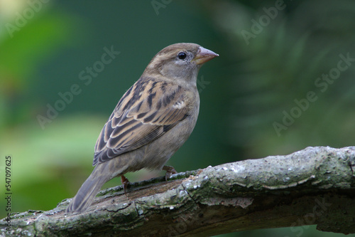 A portrait of an adult female House Sparrow perched on a branch
