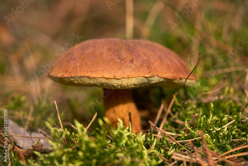 Close up brown Bay Bolette mushroom growing in woods
 photo