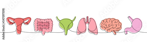 Set of human organs one line colored continuous drawing. Lungs, brain, stomach, bladder, intestines continuous colorful one line illustration.
