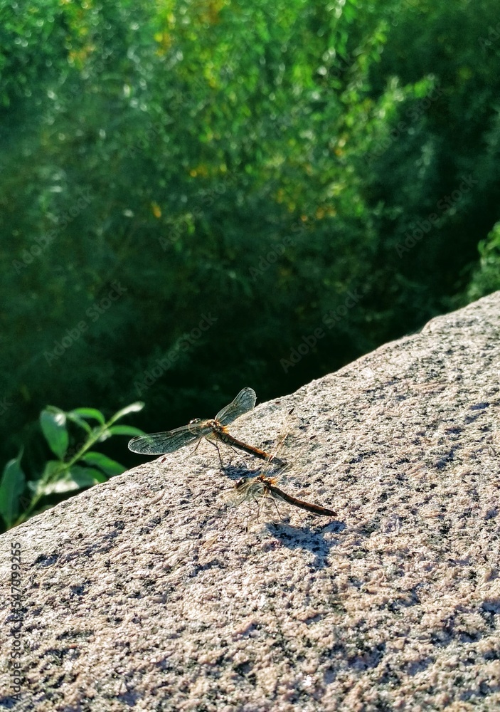 two dragonflies on a stone against a background of green forest two dragonflies on a stone against a background of green forest