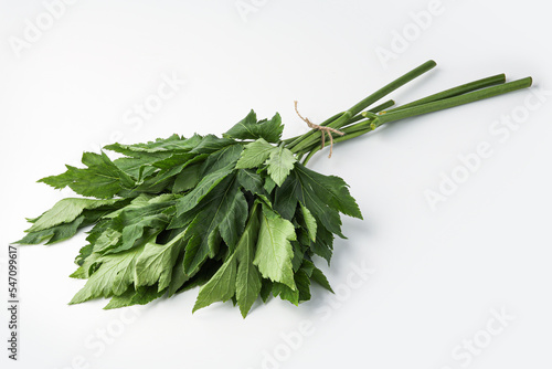 ashitaba, angelica keiskei isolated on white background