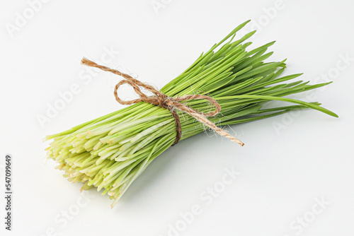 barley grass, sprout barley isolated on white background