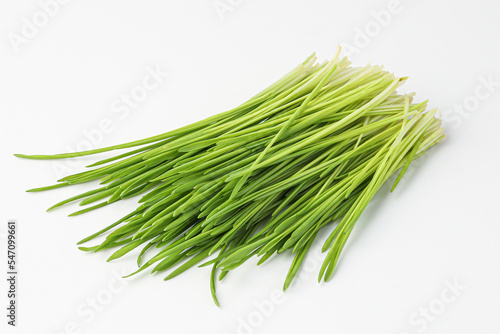 barley grass, sprout barley isolated on white background