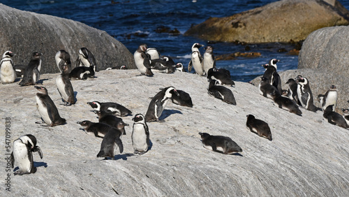 African Penguin colony at Boulders Beach, South Africa