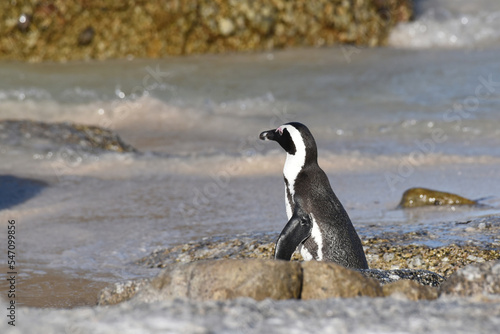 African Penguins landing on the beach after a swim in the bay at Boulders Beach  South Africa