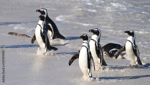 African Penguins landing on the beach after a swim in the bay at Boulders Beach, South Africa