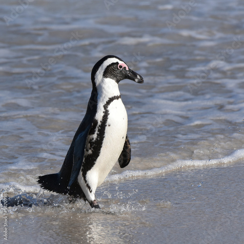 African Penguins landing on the beach after a swim in the bay at Boulders Beach, South Africa