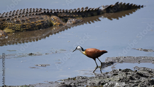 African Jacana (Actophilornis africanus) foraging along the water's edge photo