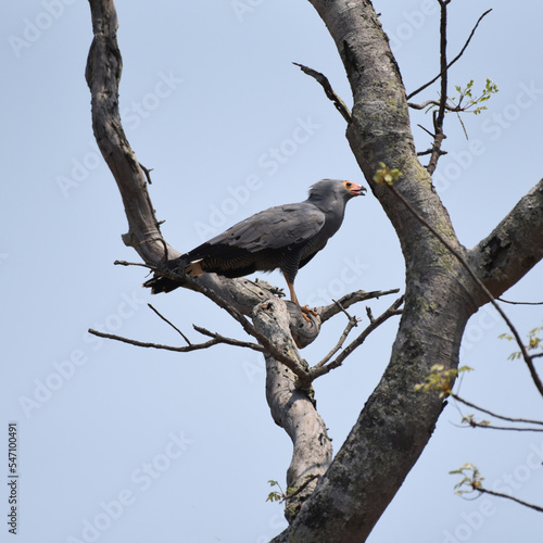 African Harrier-Hawk or Gymnogene (Polyboroides typus) with characteristic long yellow legs and bare facial skin © Rini Kools