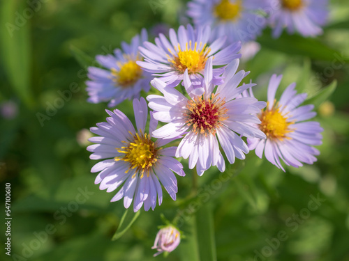 Wallpaper Mural blooming asters in summer sunny day Torontodigital.ca