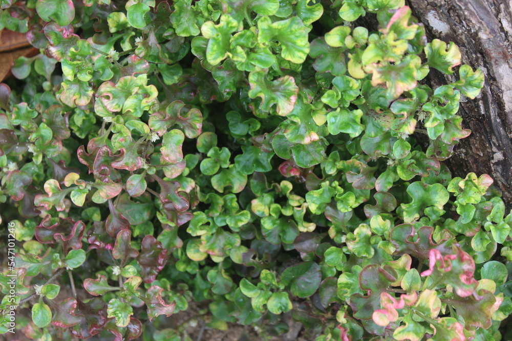 Marchantiophyta or liverworts are often found attached to rocks, soil or old, damp walls Marchantiophyta or liverworts are often found attached to rocks, soil or old, damp walls