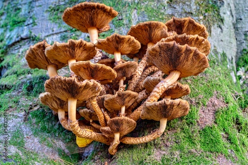 Group of mushrooms in the forest Pholiota Squarrosa 