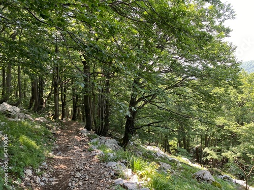 View of distant hills and mountain forests of Gorski Kotar from Risnjak National Park - Croatia (Pogled na udaljene brijegove i planinske šume Gorskog kotara iz nacionalnog parka Risnjak - Gorski kota photo