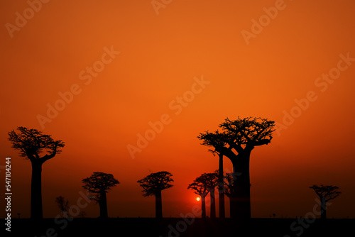 A group of massive baobabs  black silhouettes against a red sky and setting sun. Typical Madagascar scenery. The concept of travel in Madagascar  Africa  near the Indian Ocean.