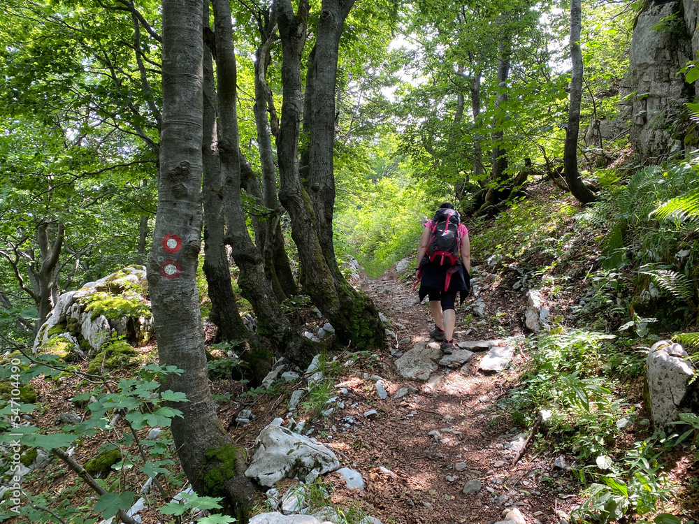 View of distant hills and mountain forests of Gorski Kotar from Risnjak National Park - Croatia (Pogled na udaljene brijegove i planinske šume Gorskog kotara iz nacionalnog parka Risnjak - Gorski kota