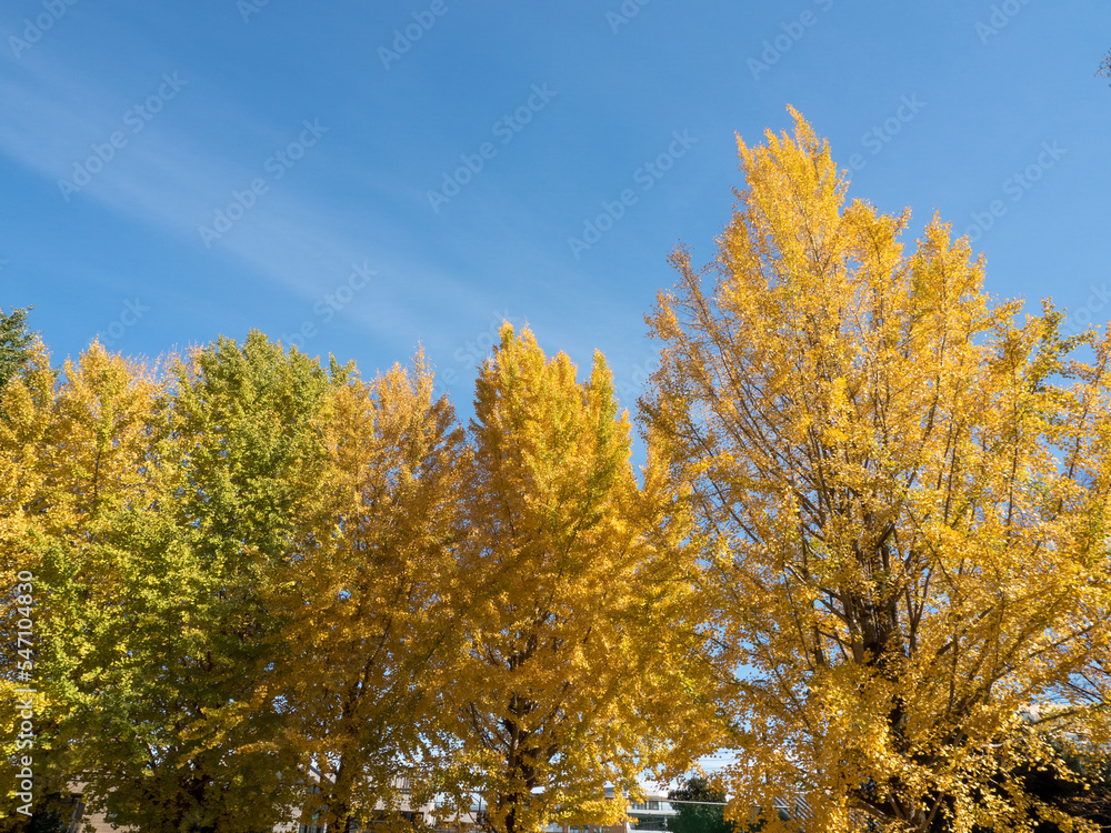 秋の黄葉