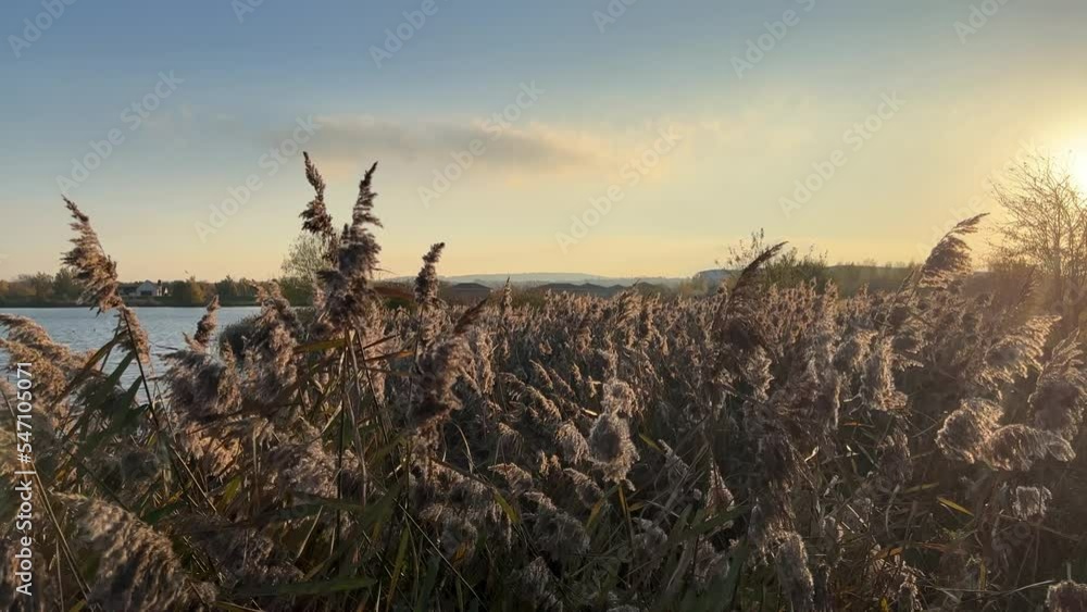 Tall water reeds moving in the warm sunset light