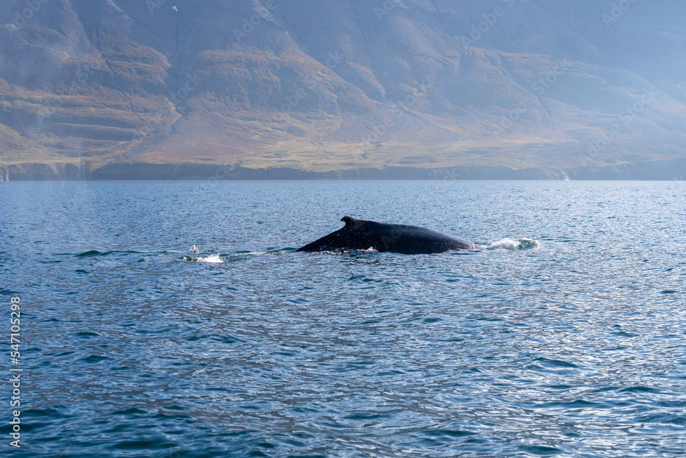Fototapeta premium Icelandic Whale Swimming in a Fjord