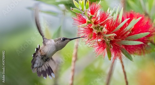 Closeup of a hummingbird on a Callistemon rigidus plant photo