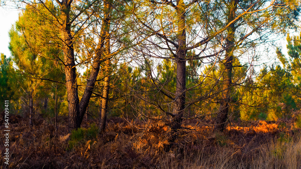 Fototapeta premium Forêt des Landes de Gascogne, et sa végétation opulente, mises en valeur par la lumière du crépuscule