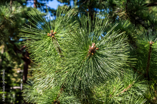 Close Up Of A Japanese Pine Tree