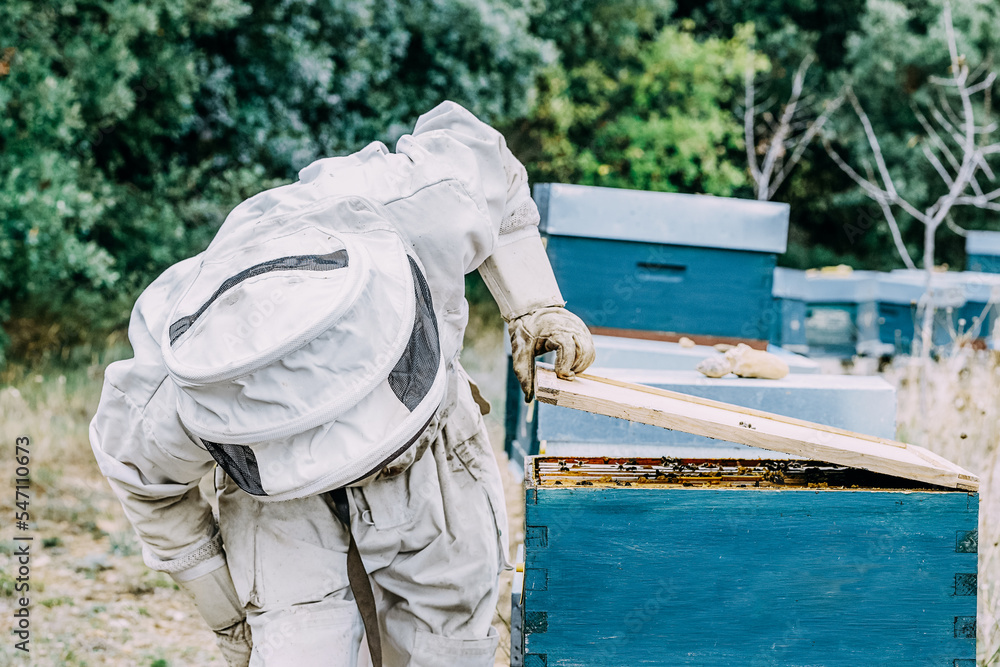 beekeeper inspects a hive of bees beekeeper inspects a hive of bees