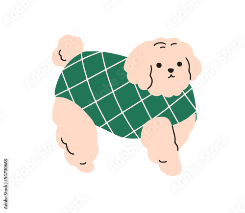 Cute dog in costume. Funny puppy wearing warm winter sweater, canine outfit. ...