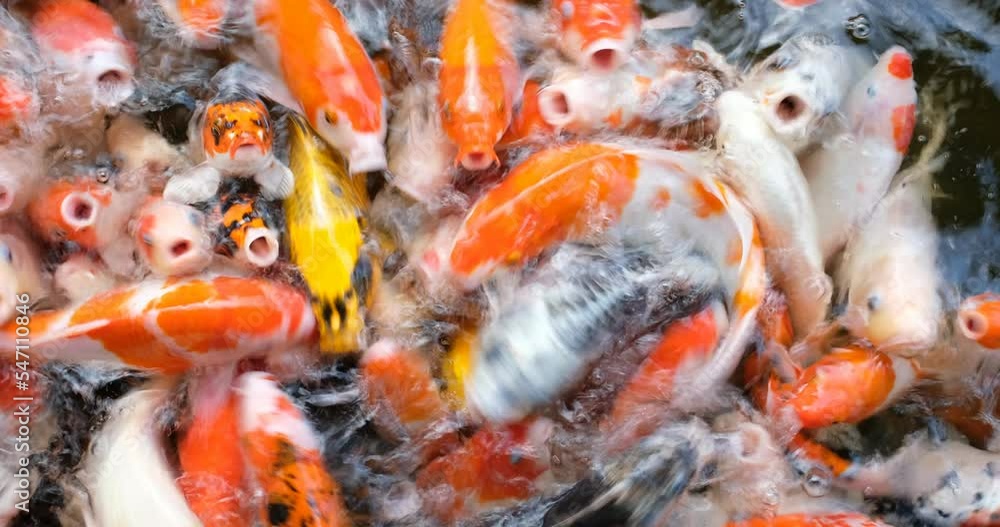 carp fish pond background, colorful background, Fancy carp
carp fish pond background, colorful background, Fancy carp