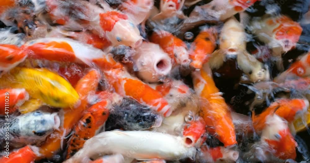 carp fish pond background, colorful background, Fancy carp
carp fish pond background, colorful background, Fancy carp