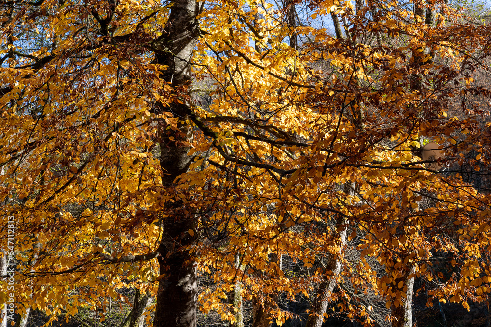 Autumn landscape with yellowed leaves in the forest Autumn landscape with yellowed leaves in the forest
