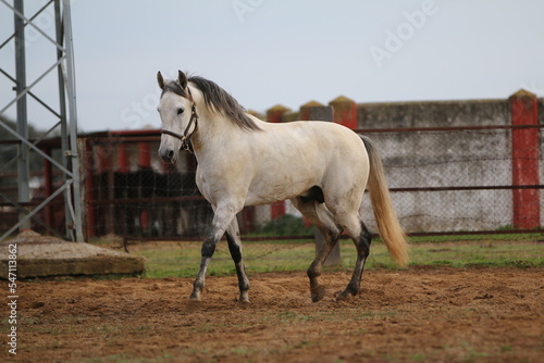 the spanish horse gallops free