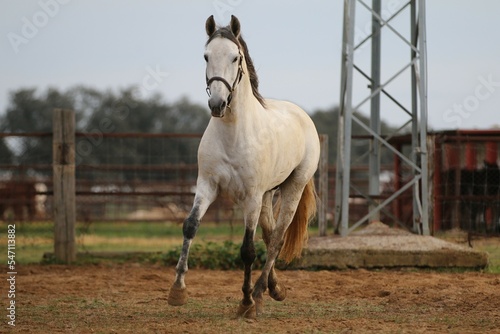 the spanish horse gallops free