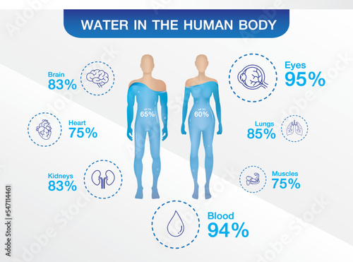 Water in the human body is infographic on white background